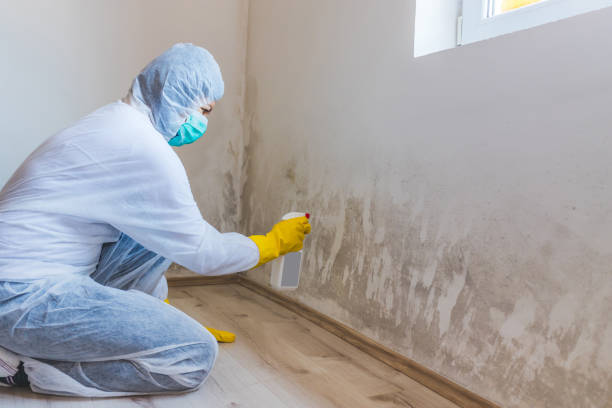 Licensed Mold Remediation service in Waterford, VA - WQB Mold Removal